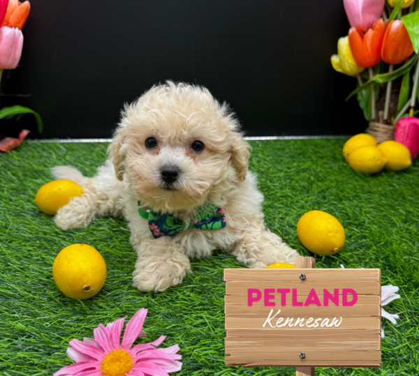 [#251849-04] Apricot F Bichapoo Puppies For Sale