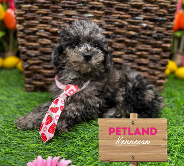 [#25483-02] Blue Merle M Poodle Puppies For Sale