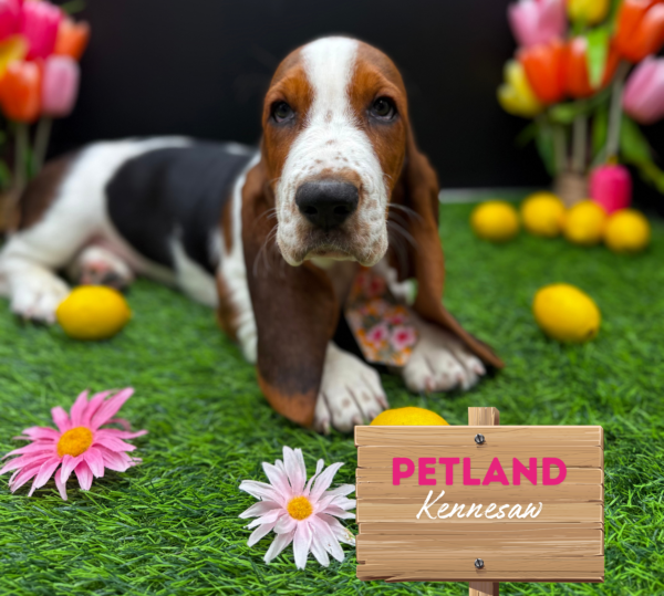 [#25211-05] Tri-Colored M Basset Hound Puppies For Sale