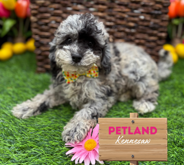 [#251138-06] Blue Merle F Bichapoo Puppies For Sale