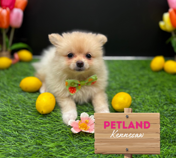 [#251290-03] Cream F Pomeranian Puppies For Sale