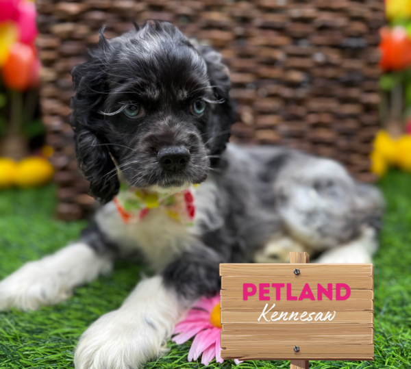 [#251389-03] Blue Merle / White F Cocker Spaniel Puppies For Sale