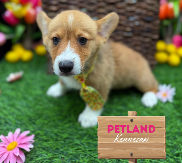 [#251390-02] Red / White M Pembroke Welsh Corgi Puppies For Sale