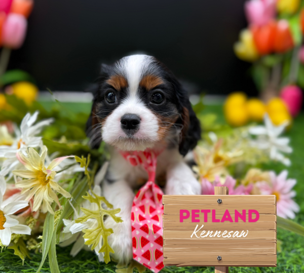 [#251419-01] Black M Cavalier King Charles Spaniel Puppies For Sale