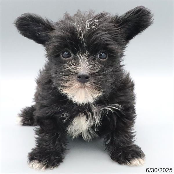 [#25525-01] Black M Morkie Puppies For Sale
