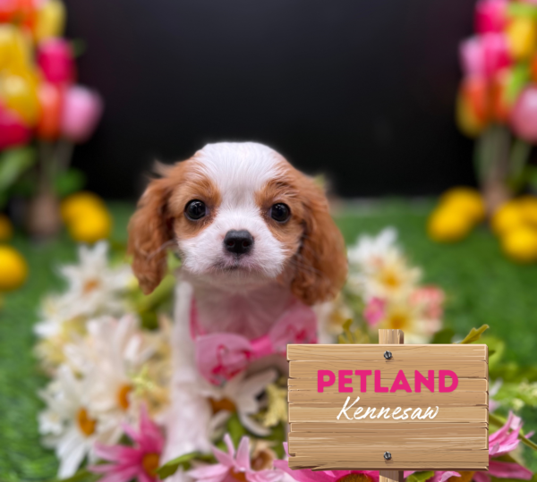 [#251222-02] Brown / White F Cavalier King Charles Spaniel Puppies For Sale
