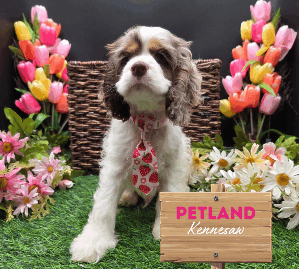 [#252148-02] Chocolate Roan M Cocker Spaniel Puppies For Sale