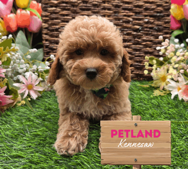 [#251420-02] Red F Poodle Mini Puppies For Sale