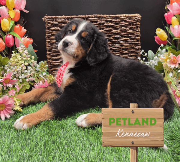 [#25238-04] Tri-Colored M Bernese Mountain Dog Puppies For Sale