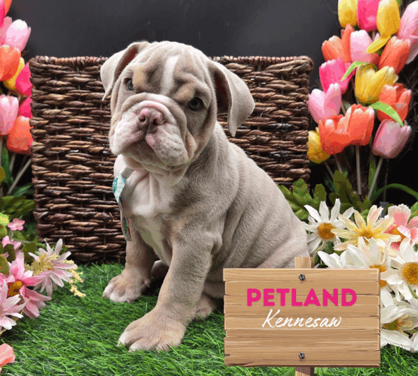 [#251728-01] Lilac M English Bulldog  Puppies For Sale