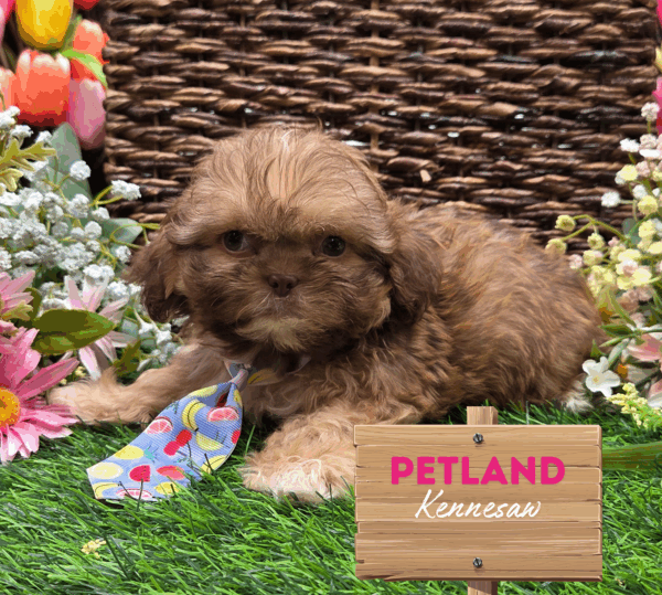 [#251543-03] Red Chocolate M Shih Tzu Puppies For Sale