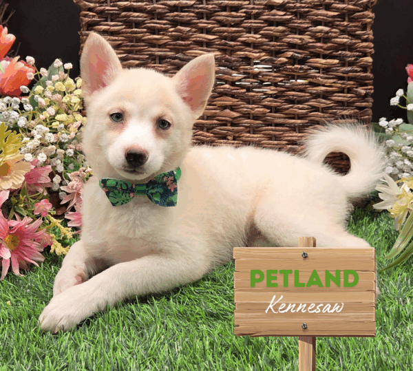 [#25719-05] Cream F Pomsky Puppies For Sale