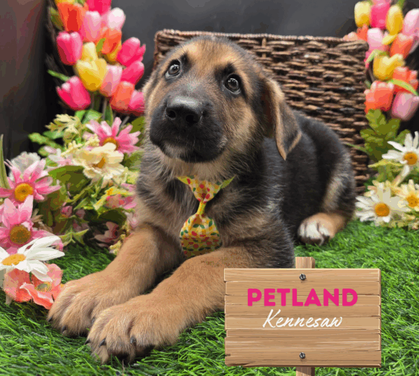 [#25209-04] Black / Tan M German Shepherd Dog Puppies For Sale