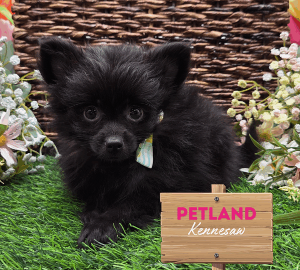 [#251505-05] Black F Pomeranian Puppies For Sale