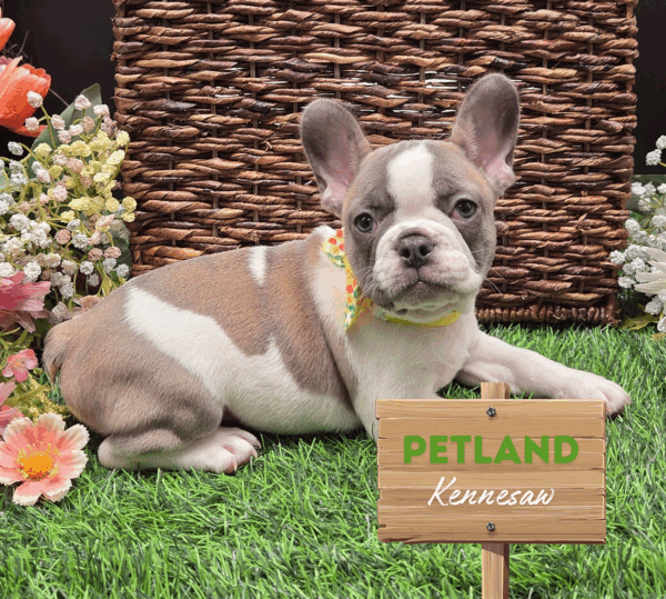 [#25724-10] White / Blue Fawn F French Bulldog Puppies For Sale