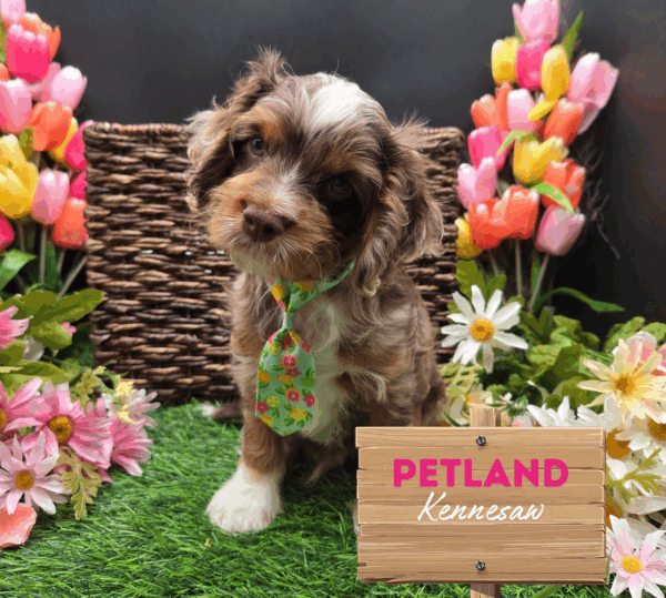 [#251769-02] Chocolate Merle M Cavapoo Puppies For Sale