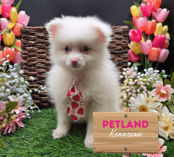 [#251440-06] M Pomeranian Puppies For Sale