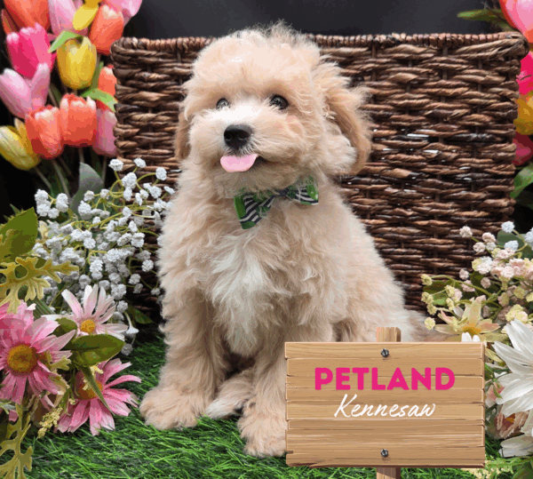[#25705-07] Cream F Bichapoo Puppies For Sale
