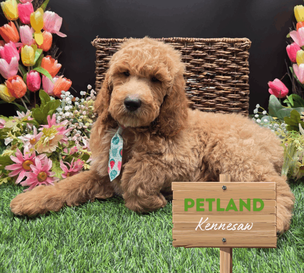 [#25240-03] M Poodle Standard/Goldendoodle Standard F1 Puppies For Sale