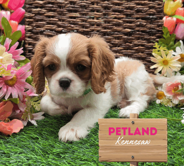 [#252094-05] Blenheim F Cavalier King Charles Spaniel Puppies For Sale