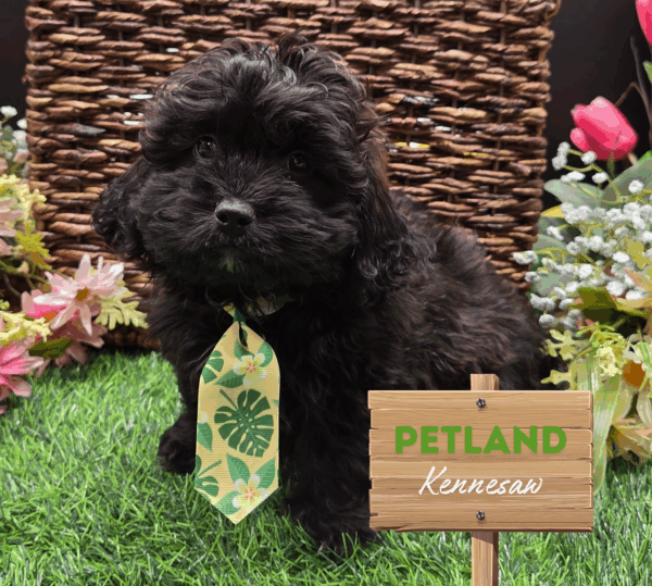 [#251940-01] Black / White M PekeAPoo Puppies For Sale