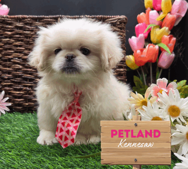 [#251662-02] Cream / White M Pekingese Puppies For Sale