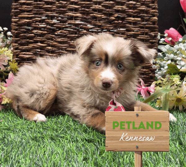 [#251951-02] Red Merle M Miniature Australian Shepherd Puppies For Sale