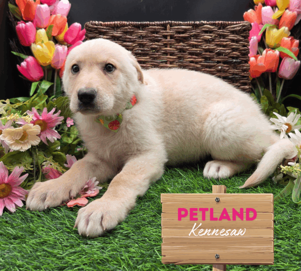 [#25209-06] White F German Shepherd Dog Puppies For Sale