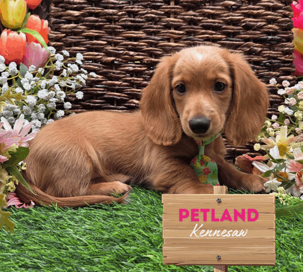 [#25577-03] Fawn (Isabella) M Dachshund Puppies For Sale
