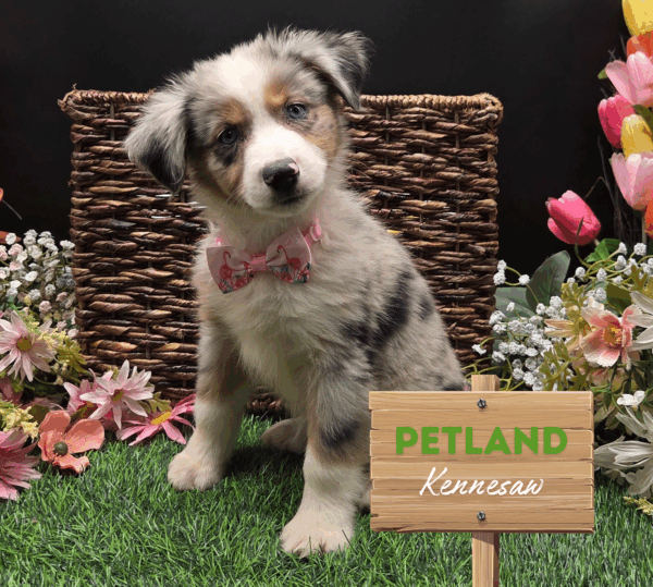 [#251869-06] Blue Merle F Miniature American Shepherd Puppies For Sale