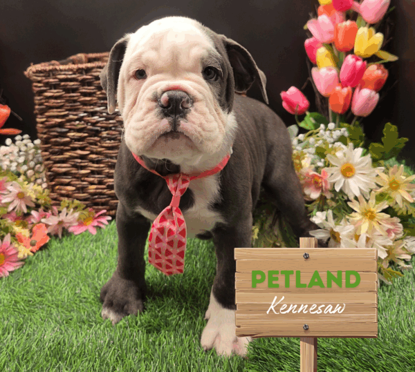 [#251854-07] Blue / White M Victorian Bulldog Puppies For Sale