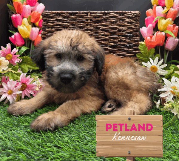 [#251755-04] Wheaten F Soft Coated Wheaten Terrier Puppies For Sale