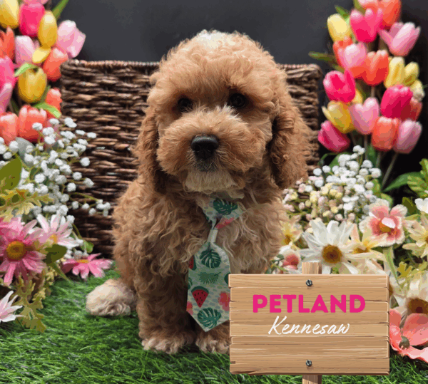 [#25700-02] Red / White M Cock A Poo Puppies For Sale