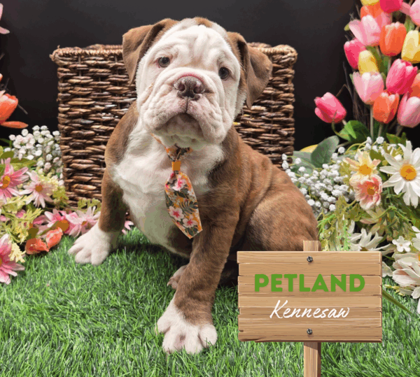 [#251854-01] Red / White M Victorian Bulldog Puppies For Sale