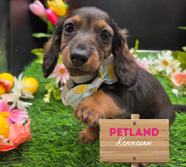 [#251336-05] Black / Tan F Dachshund Puppies For Sale