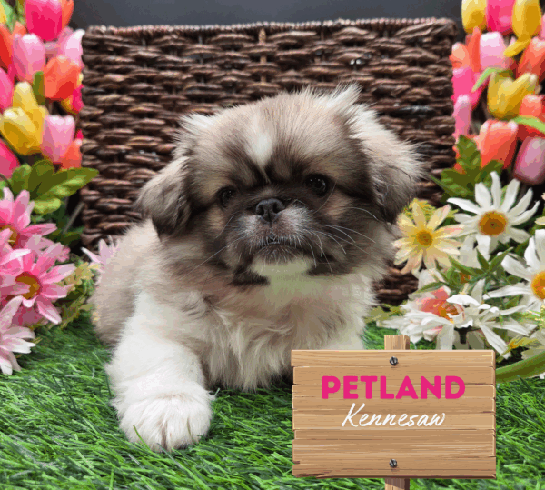 [#251662-05] Brown / White F Pekingese Puppies For Sale