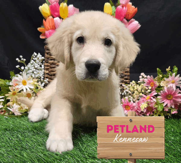 [#251834-02] Cream M Golden Retriever Puppies For Sale
