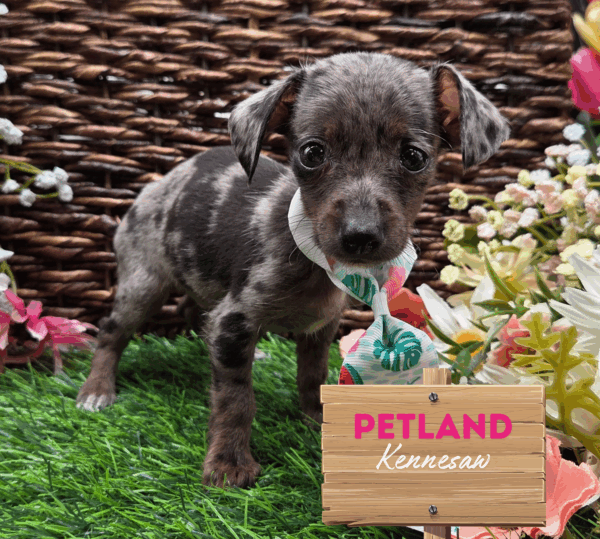[#251410-02] Chocolate Merle M Chiweenie Puppies For Sale