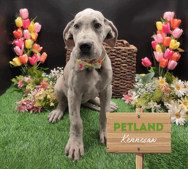 [#251987-09] Merle F Great Dane Puppies For Sale