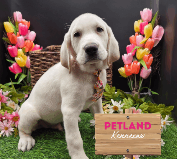 [#252050-02] Yellow M Labrador Retriever Puppies For Sale