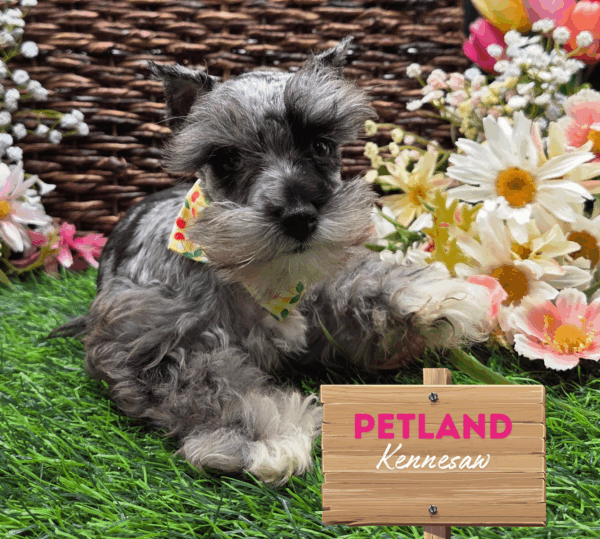 [#251542-03] Blue Merle F Miniature Schnauzer Puppies For Sale