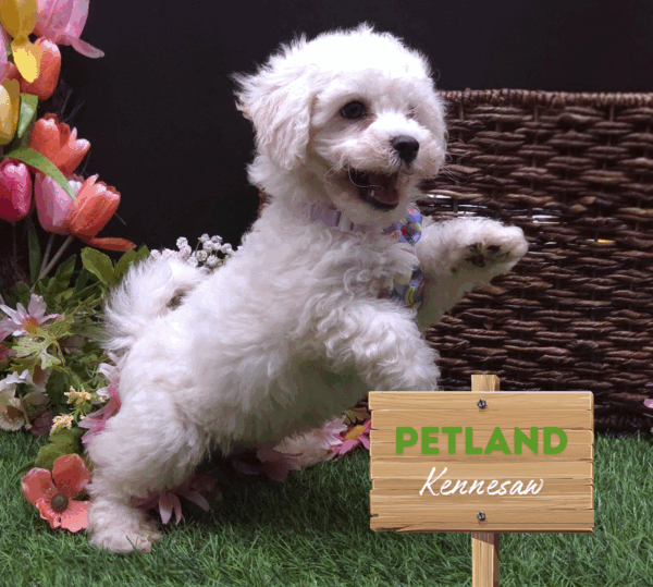 [#252015-01] White M Bichon Frise Puppies For Sale