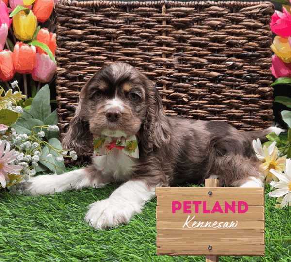 [#251573-05] Chocolate Merle F Cocker Spaniel Puppies For Sale