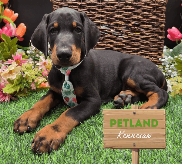 [#251968-04] Black / Rust M Doberman Pinscher Puppies For Sale