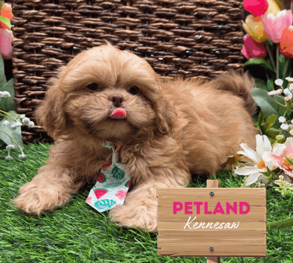 [#251543-01] Red M Shih Tzu Puppies For Sale