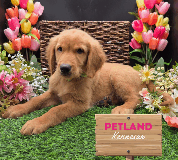 [#251773-09] Red Golden F Golden Retriever Puppies For Sale