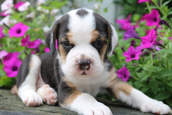 [#25200-01] Black / White M Beabull Puppies For Sale