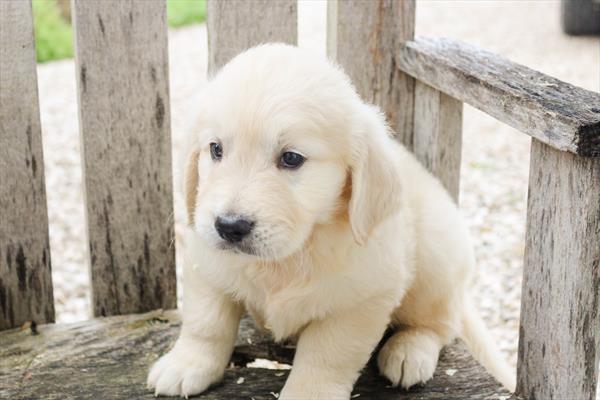 [#251834-02] Cream M Golden Retriever Puppies For Sale