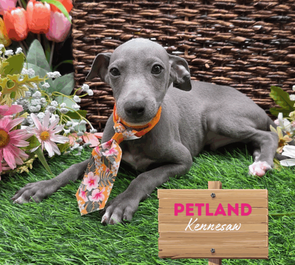 [#251796-01] Blue / White M Italian Greyhound Puppies For Sale