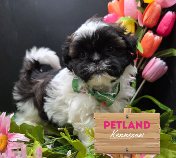 [#251400-05] Brown / White F Teddy Bear Puppies For Sale